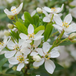 Mexický pomarančovník (Choisya ternata) - výška 20-30 cm, kont. C2L